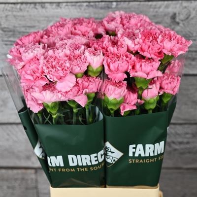 <h4>Dianthus ST 'Tonic Golem'</h4>