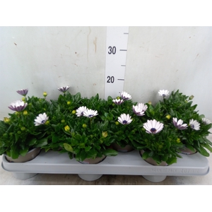 Osteospermum  'Margarita Whit Spoo'
