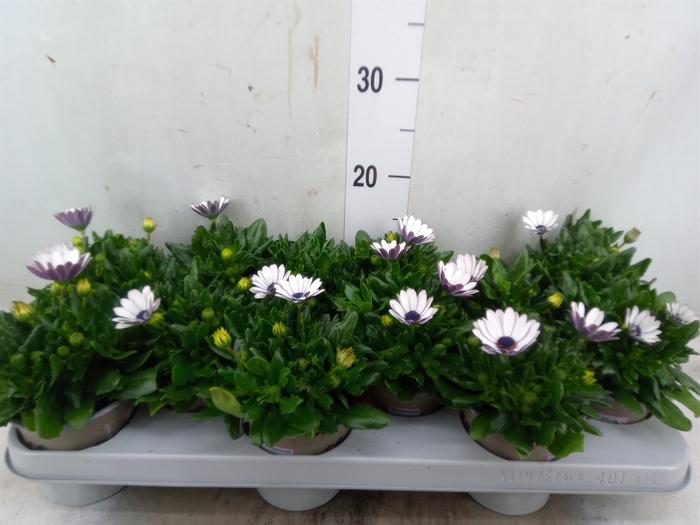<h4>Osteospermum  'Margarita Whit Spoo'</h4>