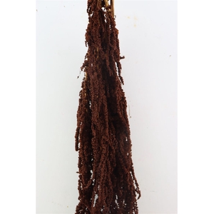 Pres Amaranthus Caud D Brown Bunch