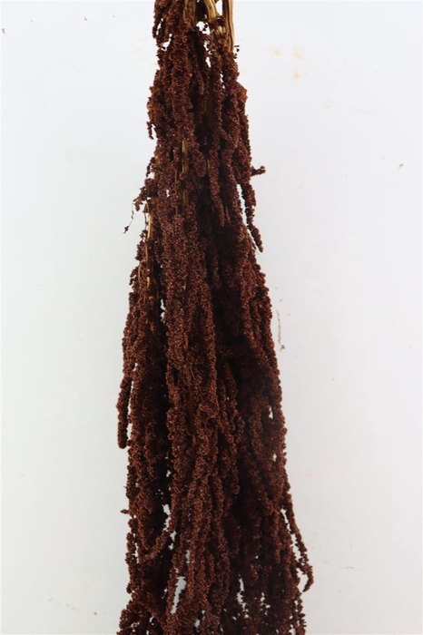 <h4>Pres Amaranthus Caud D Brown Bunch</h4>