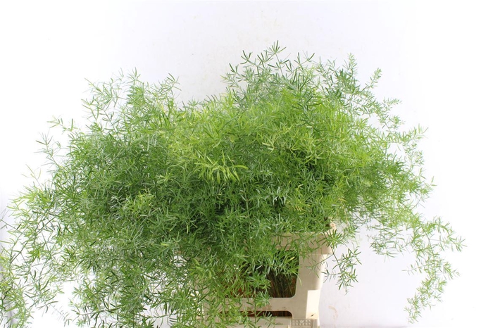 <h4>Asp Dens Sprengeri</h4>