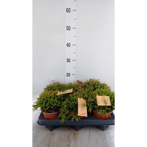 Rhipsalis burchellii