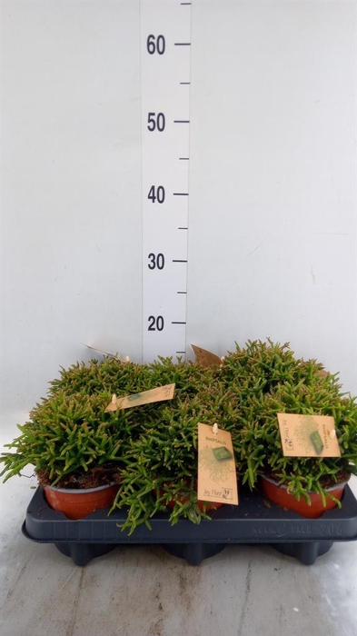 <h4>Rhipsalis burchellii</h4>