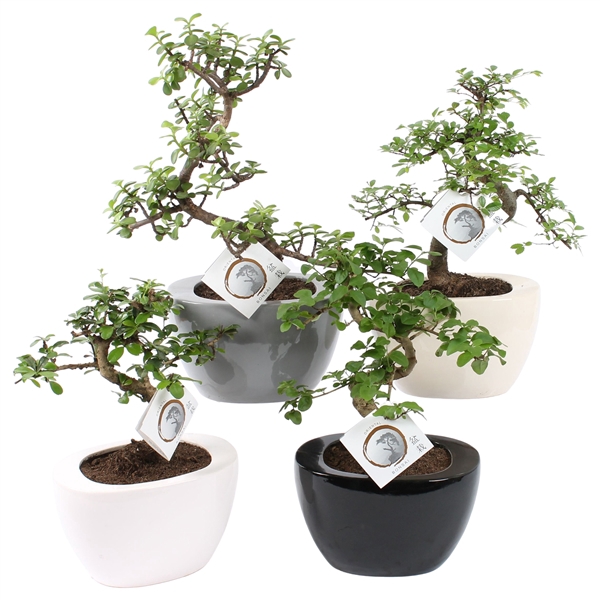 <h4>Bonsai Mixed in 19cm Folded pot colormix</h4>