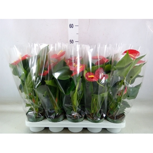 Anthurium andr. 'Royal Champion'