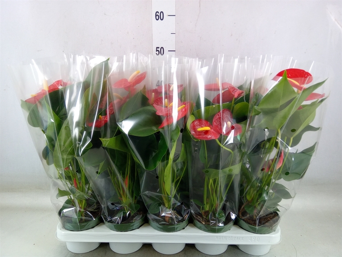 <h4>Anthurium andr. 'Royal Champion'</h4>