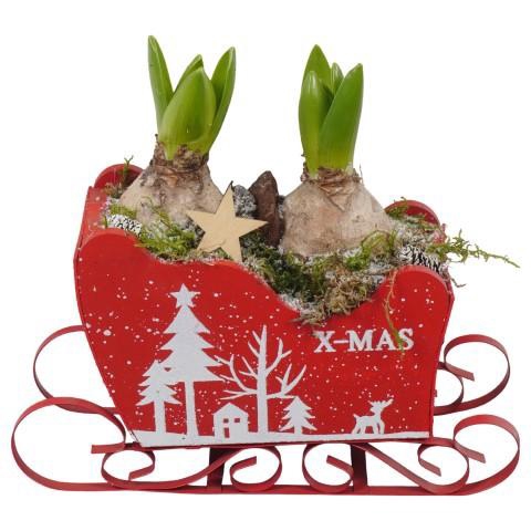 <h4>PTWH7757 Arrangement Winter Hyacint in houten slee</h4>