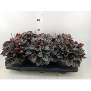Peperomia caperata 'Santorini'