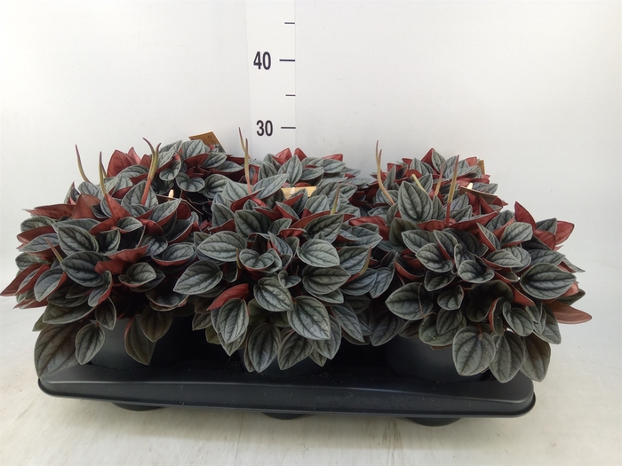 <h4>Peperomia caperata 'Santorini'</h4>