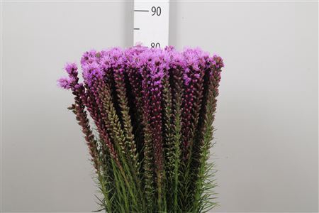 <h4>Liatris spicata</h4>