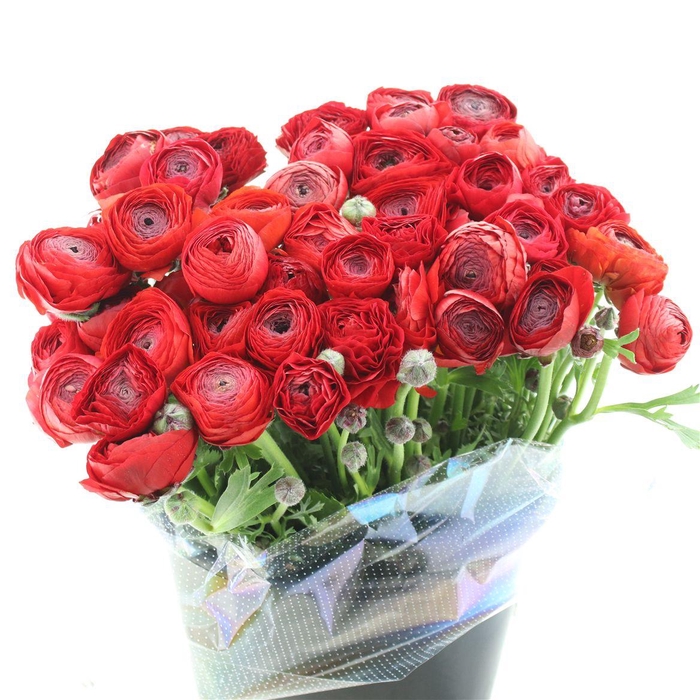 <h4>Ran Su Sr New Red</h4>