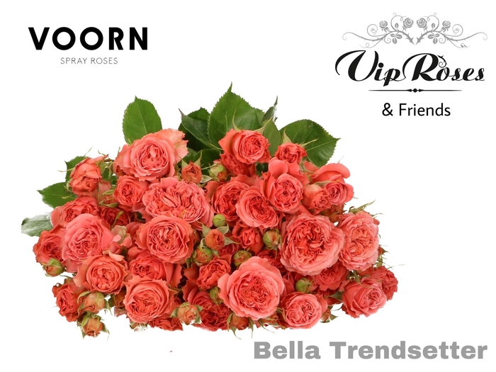 R TR BELLA TRENDSET (vd Hulst)