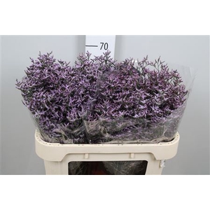 Lim Saf Lilac