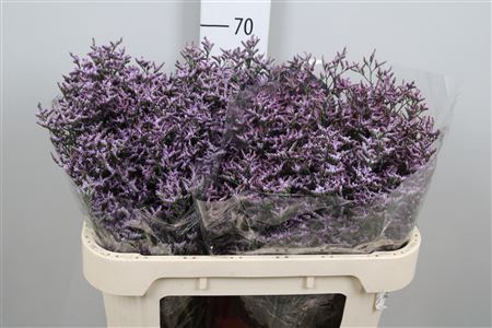 <h4>Lim Saf Lilac</h4>