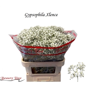GYPS PA XLENCE