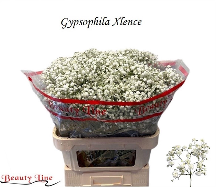 <h4>GYPS PA XLENCE</h4>