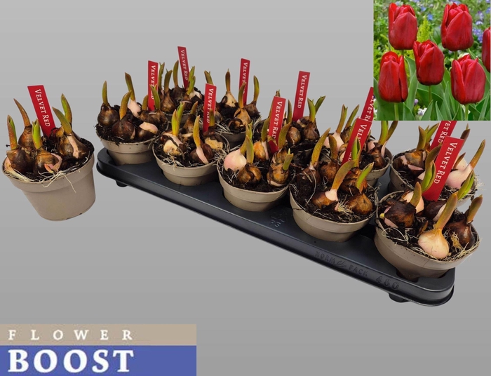 <h4>Tulipa overig</h4>