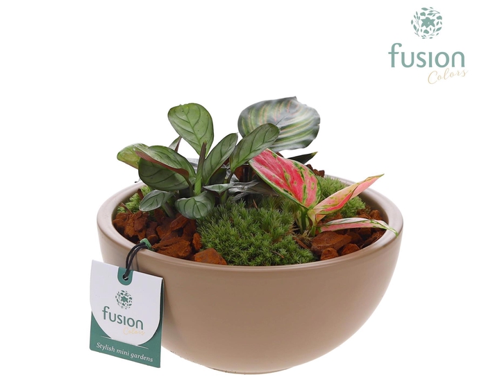 <h4>Schaal keramiek Moon Medium blush pink mat met Trendy Groen Planten Arrangement</h4>