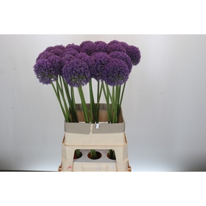 Allium Ambassador