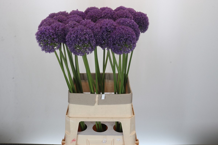 <h4>Allium Ambassador</h4>