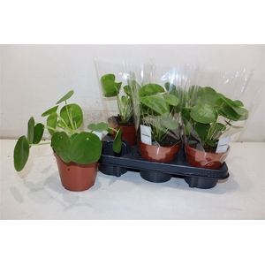 Pilea Peperomioides
