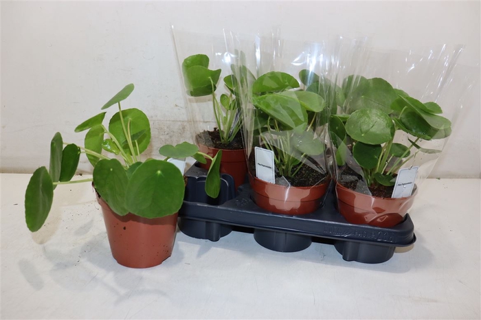 <h4>Pilea Peperomioides</h4>