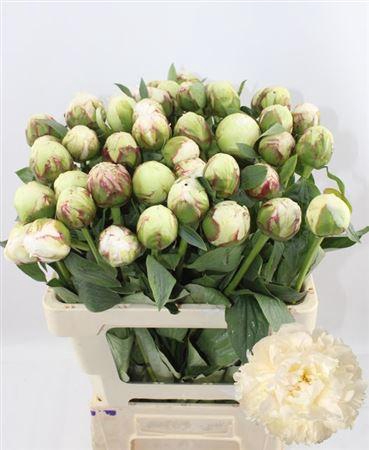 <h4>Paeo L Bowl Of Cream</h4>