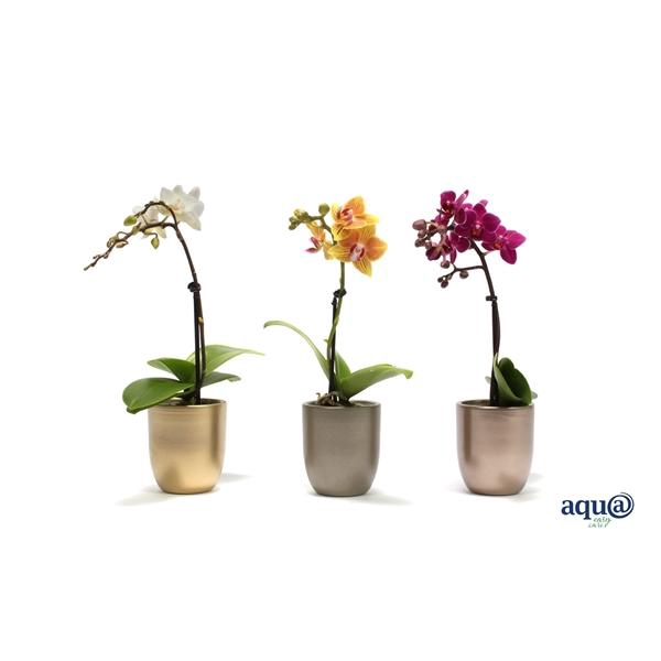 <h4>Hugo Luxury Mix Tiny Dolls Mix 1T7+ Aqu@</h4>