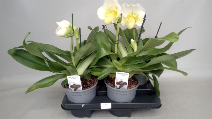 <h4>Paphiopedilum  'Amerikaanse hybrid'</h4>