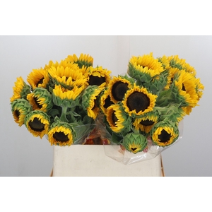 Helianthus Orange Fire