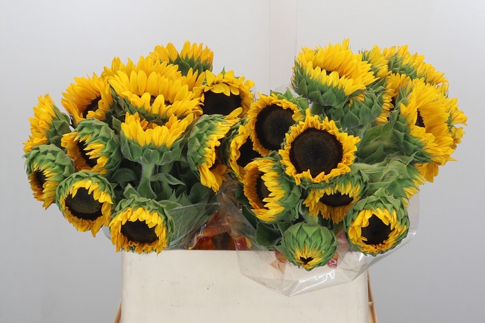 <h4>Helianthus Orange Fire</h4>