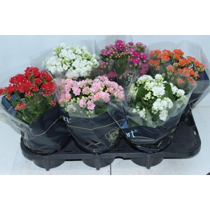 KALANCHOE DOBRADO P15