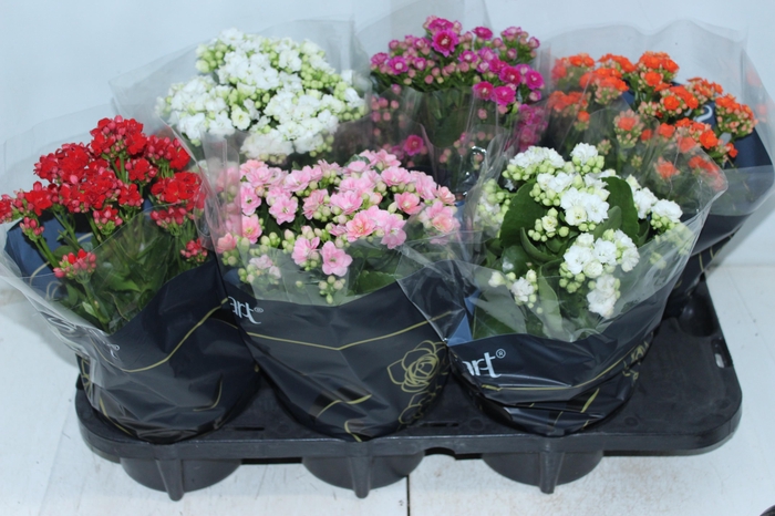 <h4>KALANCHOE DOBRADO P15</h4>