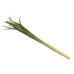 Lily Gras Vacuum X5