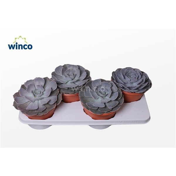 <h4>Echeveria Pollux</h4>