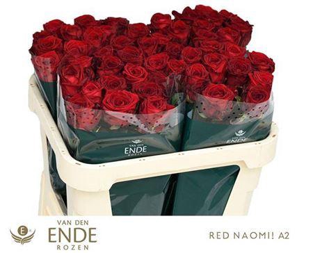 <h4>R Gr Red Naomi!</h4>