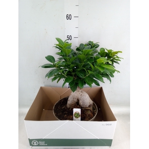 Ficus microcarpa 'Ginseng'