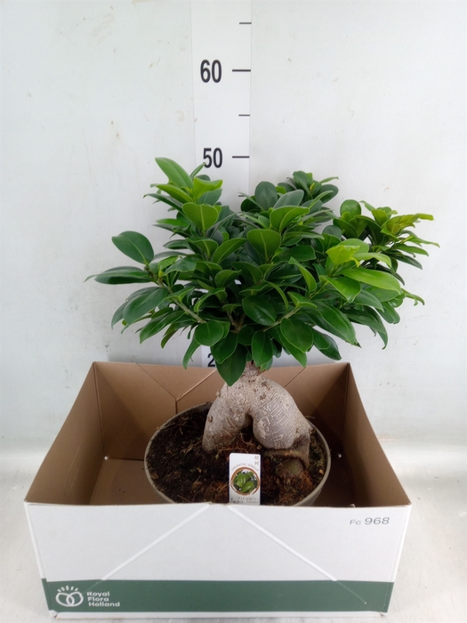 <h4>Ficus microcarpa 'Ginseng'</h4>