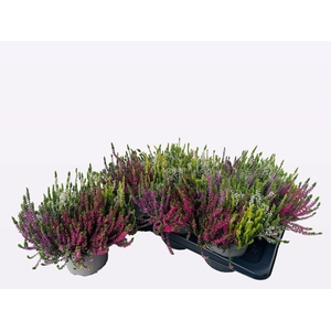 CALLU WIBOS QUATTRO