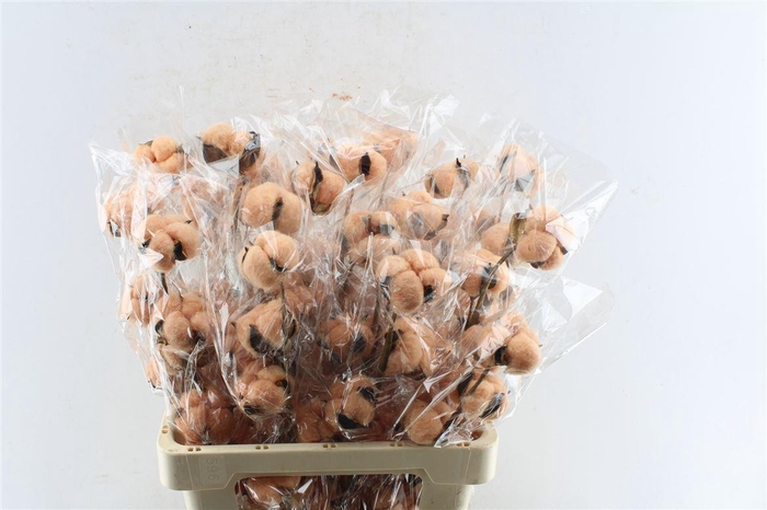 <h4>Katoen Groen</h4>