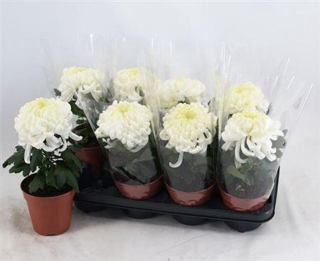 <h4>Chrys Ov White</h4>