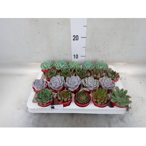 Echeveria   ...mix