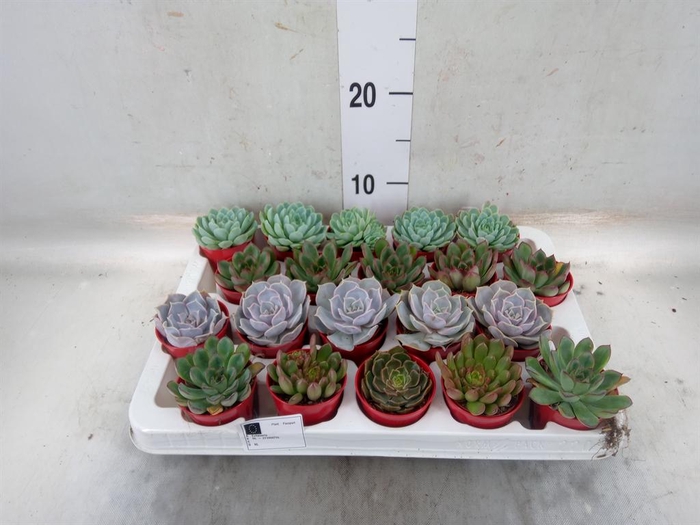 <h4>Echeveria   ...mix</h4>