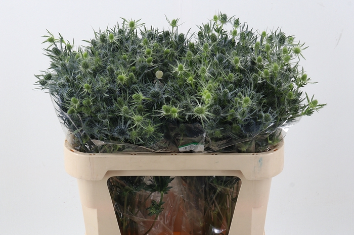 <h4>Eryng Blue Lagoon 70cm</h4>