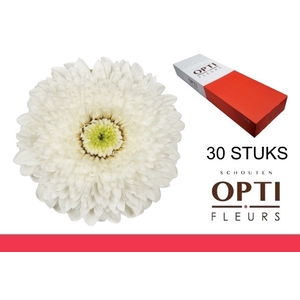 GE MB AMANDO-Doosx30