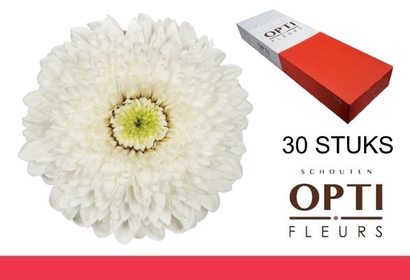 <h4>GE MB AMANDO-Doosx30</h4>