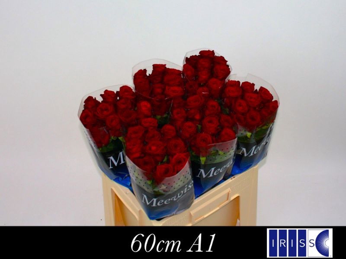 <h4>R GR RED NAOMI!</h4>