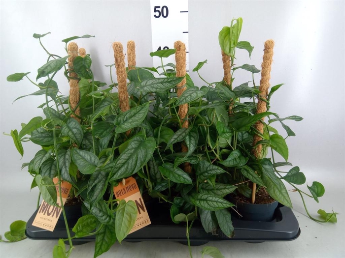<h4>Monstera siltepecana</h4>