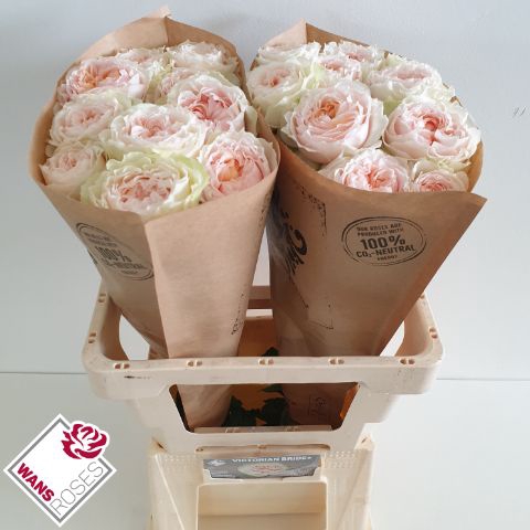 <h4>R GR VICTORIA BRIDE+</h4>